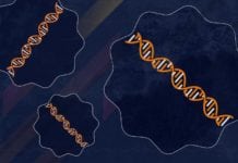 A Wrinkly Cell Could be Solution to Aging A Wrinkly Cell Could be Solution to Aging