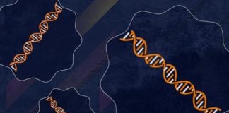 A Wrinkly Cell Could be Solution to Aging