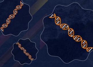 A Wrinkly Cell Could be Solution to Aging A Wrinkly Cell Could be Solution to Aging