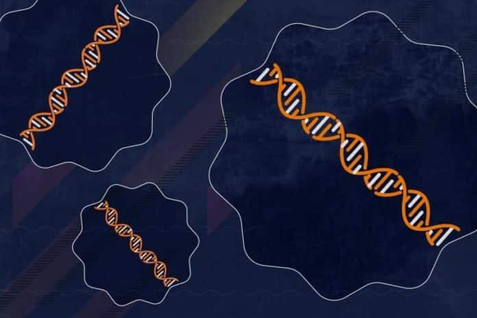 A Wrinkly Cell Could be Solution to Aging