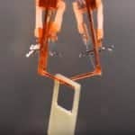 Researchers Build Cyborgs Using Lab-Grown Muscles Researchers Build Cyborgs Using Lab-Grown Muscles