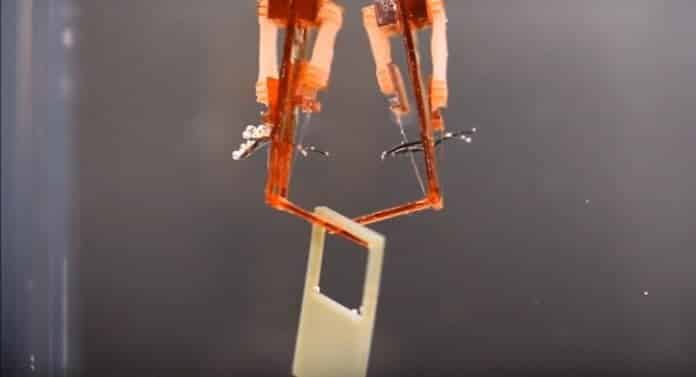 Researchers Build Cyborgs Using Lab-Grown Muscles