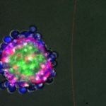 Regenerating from the Inside- Biologists Program Cells to Self-Organize Into 3D-Structures Biologists Program Cells to Self-Organize Into 3D-Structures