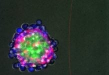 Regenerating from the Inside- Biologists Program Cells to Self-Organize Into 3D-Structures Biologists Program Cells to Self-Organize Into 3D-Structures