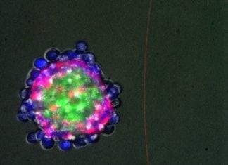 Regenerating from the Inside- Biologists Program Cells to Self-Organize Into 3D-Structures Biologists Program Cells to Self-Organize Into 3D-Structures