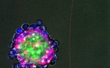 Regenerating from the Inside- Biologists Program Cells to Self-Organize Into 3D-Structures Biologists Program Cells to Self-Organize Into 3D-Structures