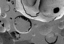 Artificial Bone Marrow Critical to Understanding Blood Cell Formation: Study