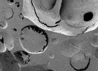 Artificial Bone Marrow Critical to Understanding Blood Cell Formation: Study