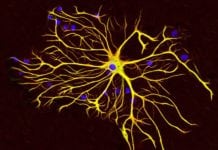 Experimental Injection Stimulates Brain to Produce New Neurons Experimental Injection Stimulates Brain to Produce New Neurons