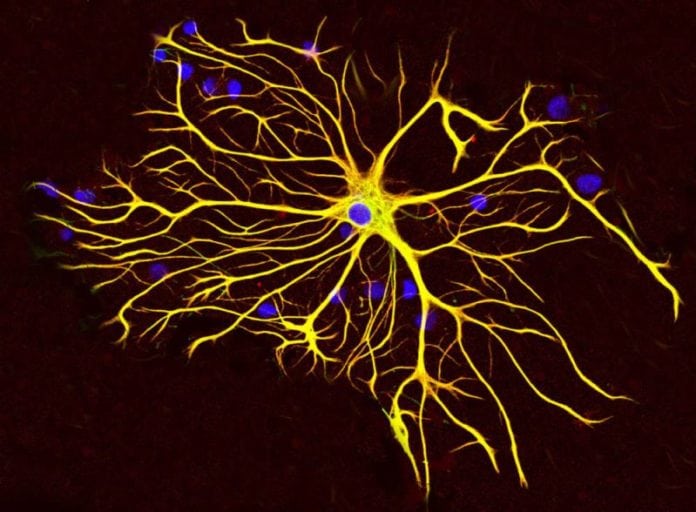 Experimental Injection Stimulates Brain to Produce New Neurons