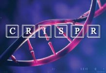Researchers Provide New Insights on CRISPR-Cas proteins Researchers Provide New Insights on CRISPR-Cas proteins