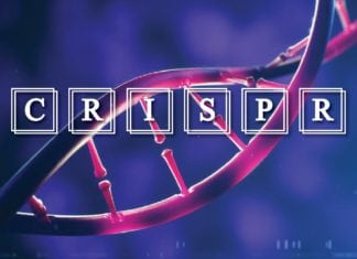 Researchers Provide New Insights on CRISPR-Cas proteins Researchers Provide New Insights on CRISPR-Cas proteins