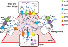 Structure Of Amino Acid Transporter – ASCT2 Involved in Cancer Decoded Structure Of Amino Acid Transporter Involved in Cancer Decoded