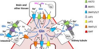 Structure Of Amino Acid Transporter Involved in Cancer Decoded