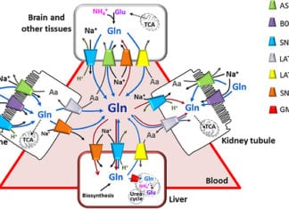 Structure Of Amino Acid Transporter – ASCT2 Involved in Cancer Decoded Structure Of Amino Acid Transporter Involved in Cancer Decoded