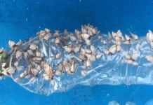 “Darwin’s Beach” Plagued by Plastic Pollution “Darwin’s Beach” Plagued by Plastic Pollution