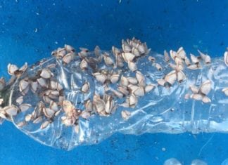 “Darwin’s Beach” Plagued by Plastic Pollution “Darwin’s Beach” Plagued by Plastic Pollution