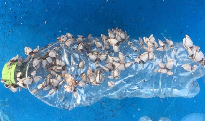 “Darwin’s Beach” Plagued by Plastic Pollution