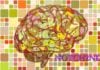 The Genes Behind “Big-Brained” Humans The Genes Behind “Big-Brained” Humans