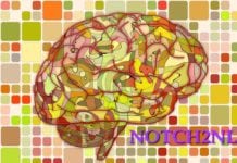 The Genes Behind “Big-Brained” Humans The Genes Behind “Big-Brained” Humans