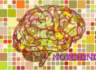 The Genes Behind “Big-Brained” Humans The Genes Behind “Big-Brained” Humans