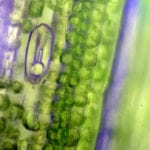 Newly Discovered Photosynthesis Can Lead to Finding Alien Life on Earth Newly Discovered Photosynthesis Can Lead to Finding Alien Life on Earth