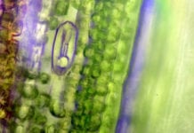 Newly Discovered Photosynthesis Can Lead to Finding Alien Life on Earth