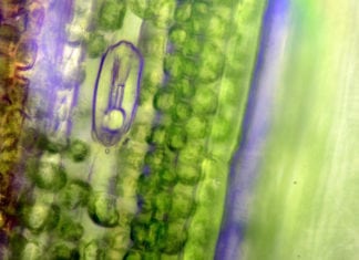 Newly Discovered Photosynthesis Can Lead to Finding Alien Life on Earth Newly Discovered Photosynthesis Can Lead to Finding Alien Life on Earth