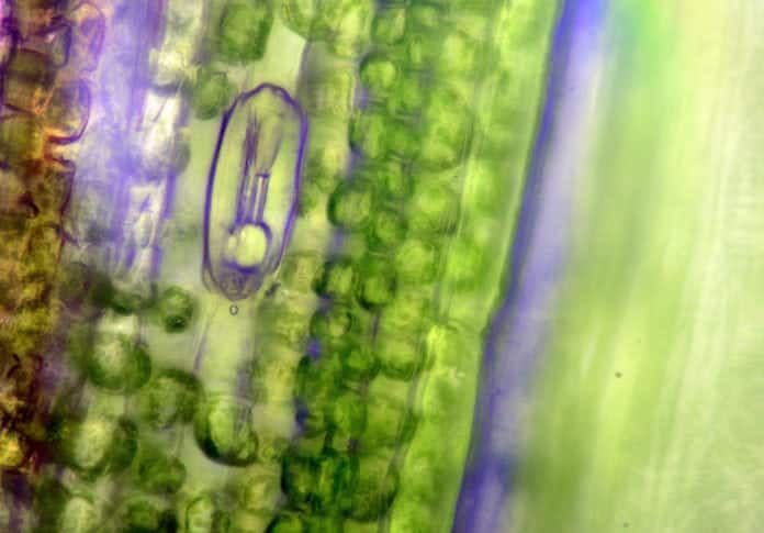 Newly Discovered Photosynthesis Can Lead to Finding Alien Life on Earth