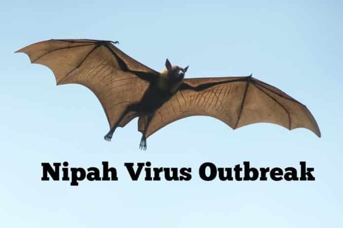 NIV confirms Ribavirin as a potential treatment for Nipah Virus
