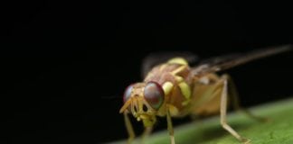 Gut Microobiome Could Hold Key to Longevity