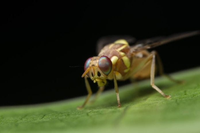 Gut Microobiome Could Hold Key to Longevity