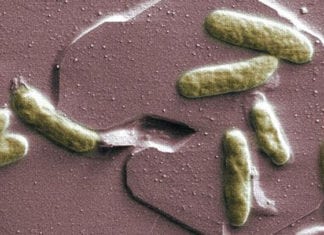 Shewanella: Electricity-Producing Bacteria to Power Future Space Mission Shewanella: Electricity-producing bacteria to power future space missions