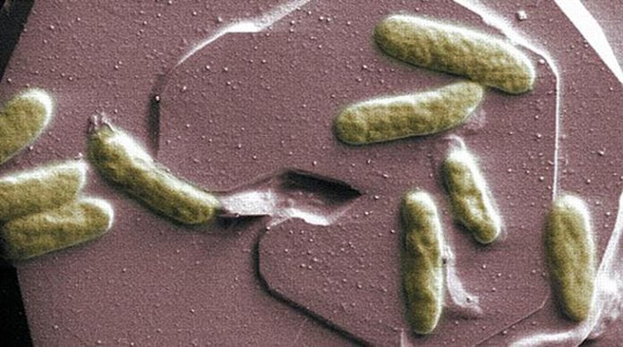 Shewanella: Electricity-producing bacteria to power future space missions