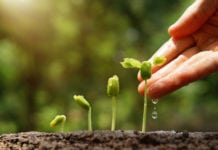 Scientists Discover New Mechanism For Plant Hormone Auxin IARI MSc Jobs 2019