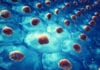Protein Essential For Constructing Stem Cells IDENTIFIED! Protein Essential For Constructing Stem Cells IDENTIFIED!