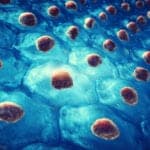 Protein Essential For Constructing Stem Cells IDENTIFIED! Protein Essential For Constructing Stem Cells IDENTIFIED!