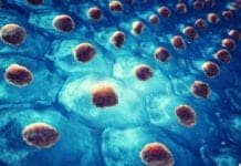 Protein Essential For Constructing Stem Cells IDENTIFIED! Protein Essential For Constructing Stem Cells IDENTIFIED!