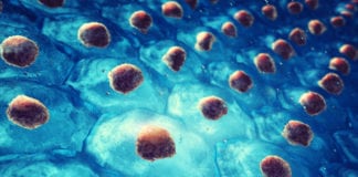 Protein Essential For Constructing Stem Cells IDENTIFIED!