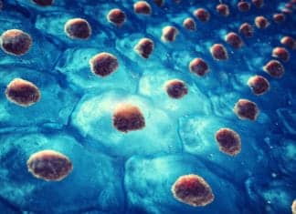 Protein Essential For Constructing Stem Cells IDENTIFIED! Protein Essential For Constructing Stem Cells IDENTIFIED!