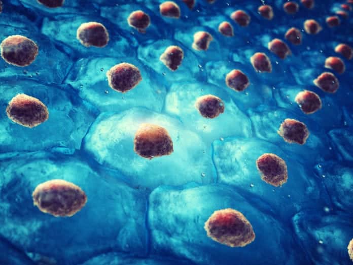 Protein Essential For Constructing Stem Cells IDENTIFIED!