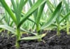 Plants May Create their Own Fertilizers, Discovery By Indian-Origin Researchers in the USA Soon Plants May Create their Own Fertilizers From Air