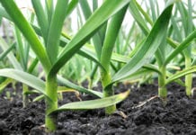 Plants May Create their Own Fertilizers, Discovery By Indian-Origin Researchers in the USA Soon Plants May Create their Own Fertilizers From Air