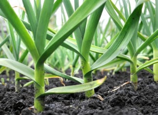 Plants May Create their Own Fertilizers, Discovery By Indian-Origin Researchers in the USA Soon Plants May Create their Own Fertilizers From Air