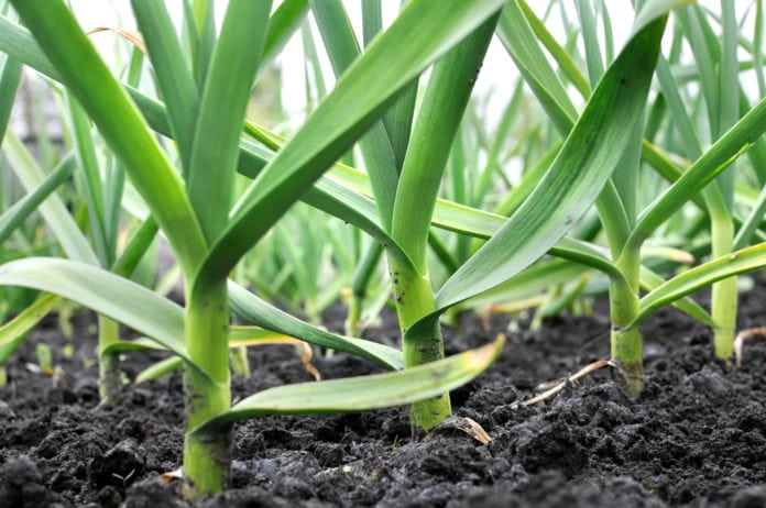 Soon Plants May Create their Own Fertilizers From Air
