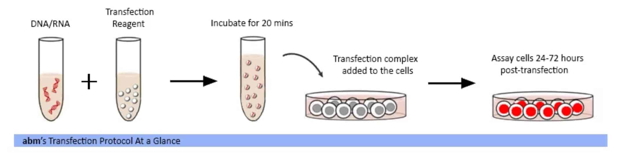 Buy Transfection Reagents For Lab Online at Low Price