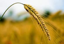 Research Associate – Genomics & Trait Discovery Post Vacant @ ICRISAT Research Associate - Genomics & Trait Discovery Post Vacant @ ICRISAT