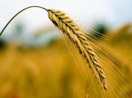 Research Associate - Genomics & Trait Discovery Post Vacant @ ICRISAT