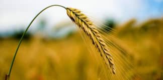 Research Associate - Genomics & Trait Discovery Post Vacant @ ICRISAT