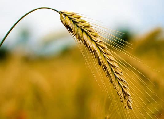 Research Associate - Genomics & Trait Discovery Post Vacant @ ICRISAT